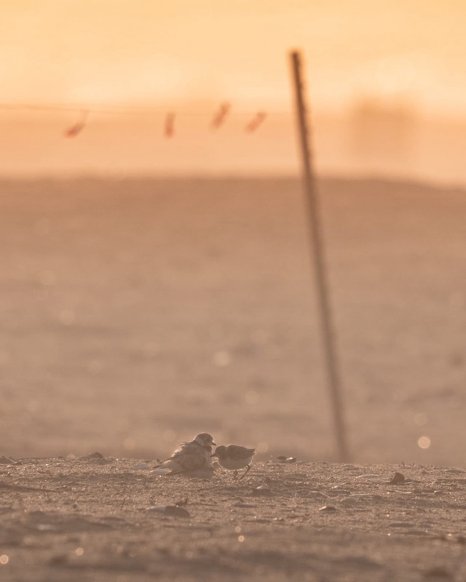 NycPlover's tweet image. Part of the Fort Tilden brood (one of 3 broods at this busy beach) as seen at dawn today. Temporary beach closures - without people entering them - work!
Thank you for your support so our endangered species can thrive and survive.
📷: Benjamin Forbes