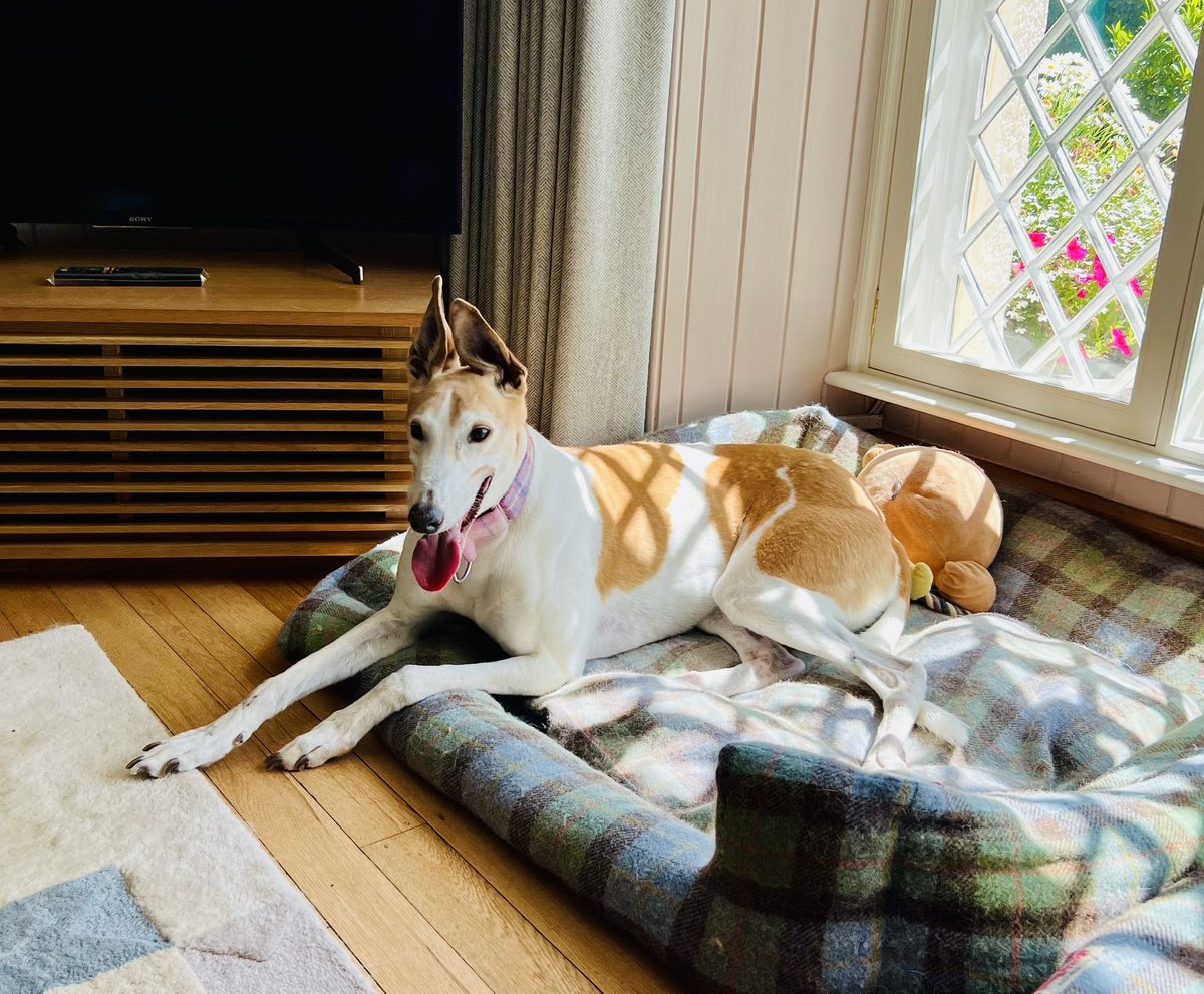 AlexHynes's tweet photo. Happy 9th birthday Sasha and Henry! 🎂 #greyhoundsmakegreatpets https://t.co/ykB4w72ijS