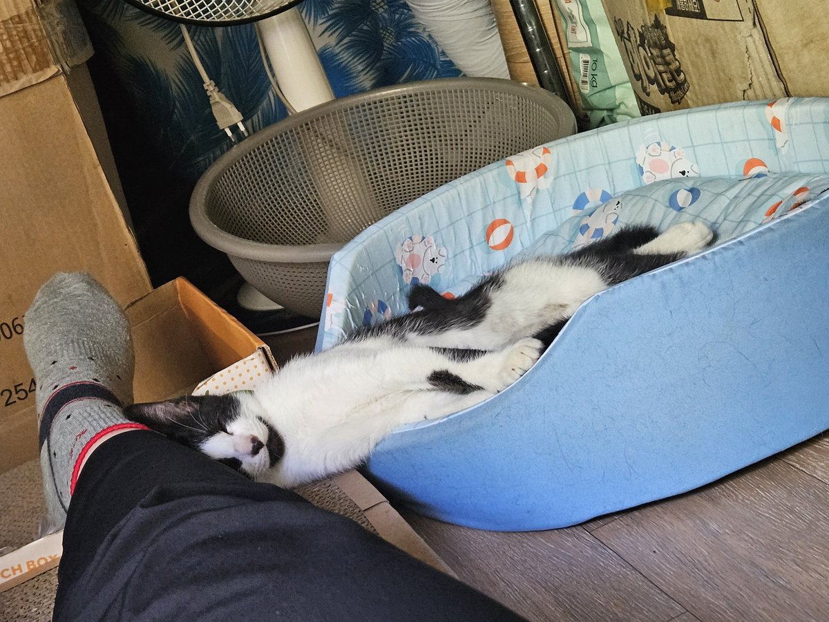 cutewarmkitty's tweet image. 다리에 머리박고 자는 흰듕이
팔공산 고양이 3아깽이의 평생 가족을 찾습니다. 1차접종/구충완료/5.1생/문의DM