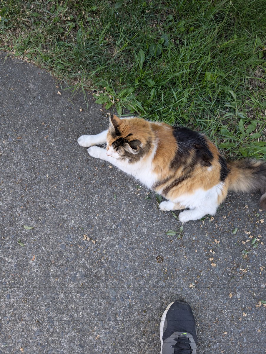nicholastristan's tweet image. this cat came up to me yesterday and very loudly yelled at me to pet them, yet didn't even pose for photos after I did. very rude imo #callout #responsibility