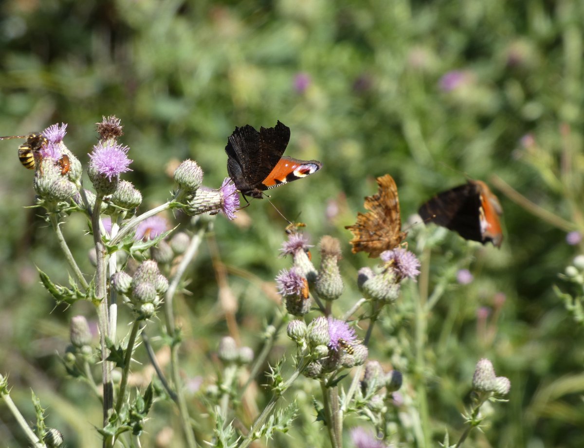 Faye (@faye_cheers) on Twitter photo Had a good walk this morning in Salcey Forest, lots seen. ๐ฆ๐ Especially by Burdock and Thistles - helping 8 or more species๐ฆ๐๐ชฒ <a href="/BedsNthantsBC/">Beds and Northants BC</a> <a href="/savebutterflies/">Butterfly Conservation ๐ฆ</a> Had a good walk this morning in Salcey Forest, lots seen. ๐ฆ๐ Especially by Burdock and Thistles - helping 8 or more species๐ฆ๐๐ชฒ <a href="/BedsNthantsBC/">Beds and Northants BC</a> <a href="/savebutterflies/">Butterfly Conservation ๐ฆ</a>