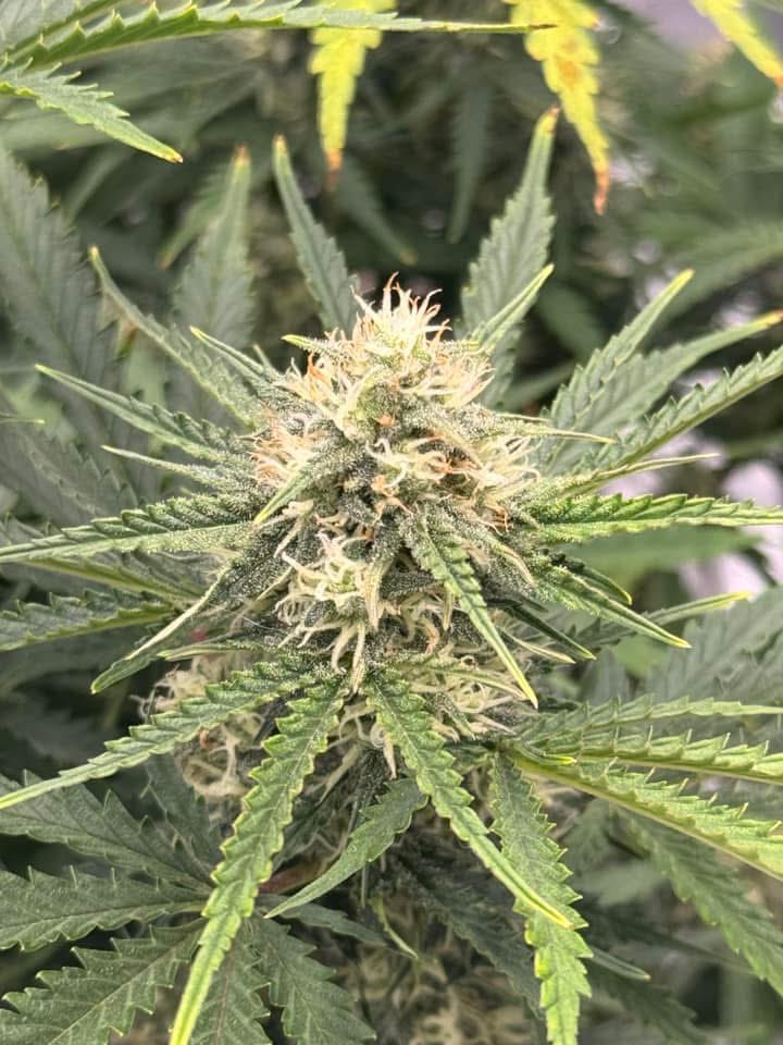 Grow Peaceful (@grow_peaceful) on Twitter photo Tasty looking Terp Sneeze by <a href="/Speedrunseeds/">SpeedRunSeeds</a> being grown in our soil. Customer is doing an excellent job with this one 👏 Grow Weed Easy! Just Add Water! Tasty looking Terp Sneeze by <a href="/Speedrunseeds/">SpeedRunSeeds</a> being grown in our soil. Customer is doing an excellent job with this one 👏 Grow Weed Easy! Just Add Water!
