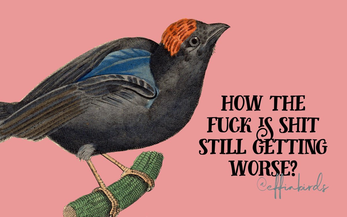 Effin' Birds (@effinbirds) on Twitter photo 