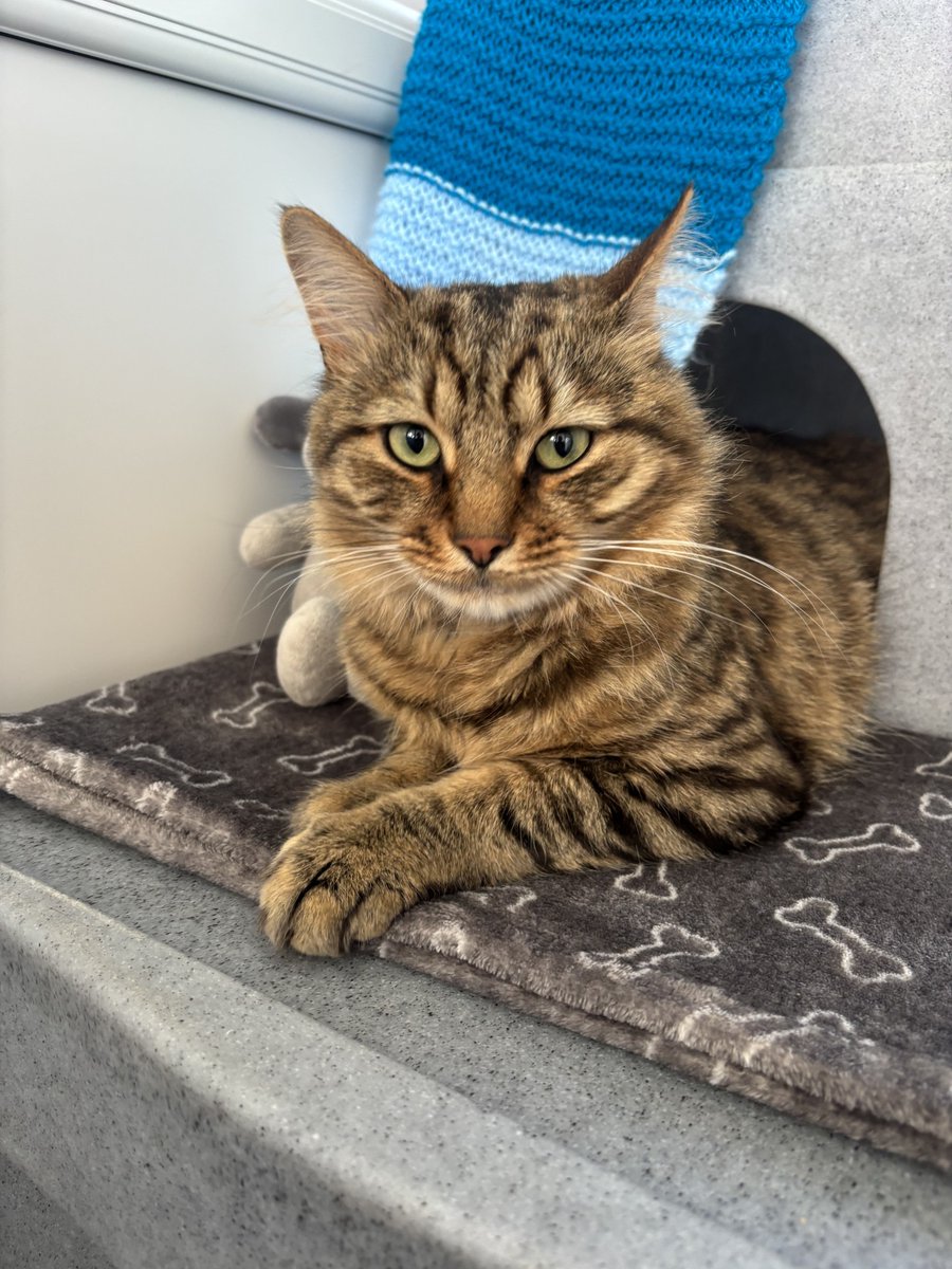 Tyneside Cat Centre (@catstyneside) on Twitter photo ‼️ Do you recognise this cat? ‼️
This lad arrived to us as a stray from the NE32 area, and he isn't neutered or chipped.
If you have any info, or you recognise this guy, please contact us on 0192 653 1052 / enquiries@tynesideac.cats.org.uk
Thank you ♥️ ‼️ Do you recognise this cat? ‼️
This lad arrived to us as a stray from the NE32 area, and he isn't neutered or chipped.
If you have any info, or you recognise this guy, please contact us on 0192 653 1052 / enquiries@tynesideac.cats.org.uk
Thank you ♥️