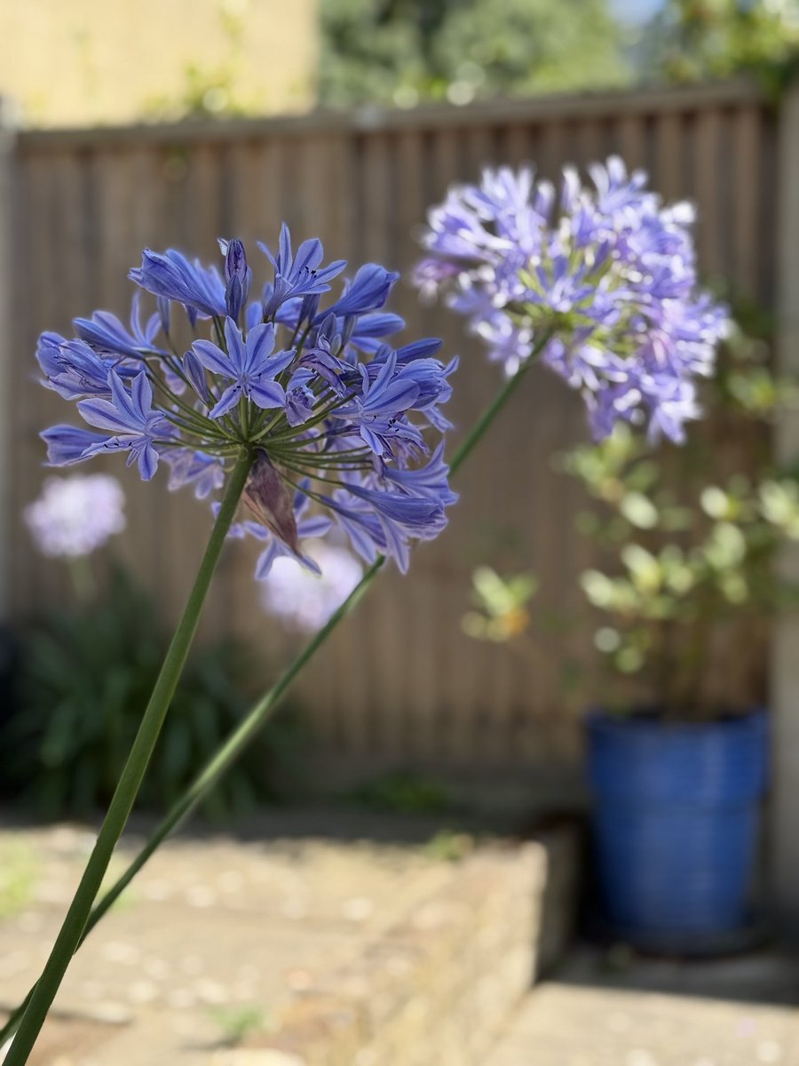 A #skywatch would be very dull today, because it is very blue and cloudless. Have some agapanthus instead.