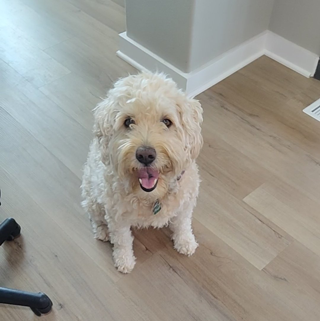 Smile, it's the weekend! 😊🧸
#weekendsmiles #dogs #GRC #AriesWorld