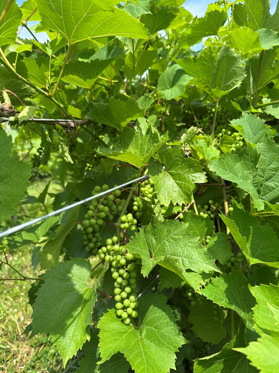 ThorpeVineyard's tweet image. Growing grape clusters after bloom a few weeks ago. While being soaked in the summer sun, they dream about a beautiful harvest in crisp autumn days.

実をむすんだ　葡萄たち
色づく秋の日を　夢見ながら 
今　日射しのなか
夏風に　ゆれる
 
#grapegrowing #thorpevineyard #fumiethorpe