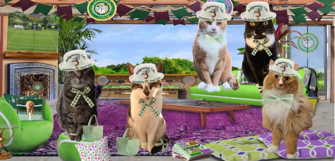gingerthecat🇺🇦🇬🇧 (@gingertheorange) on Twitter photo Hi furiends in #HWCafe are you ready for Wimblehog final?? 🙀 Thank you for the invite <a href="/tiggy_deni35304/">Tiggy & Denise(Mum)</a> I'm so excited!! 🎾 Hi furiends in #HWCafe are you ready for Wimblehog final?? 🙀 Thank you for the invite <a href="/tiggy_deni35304/">Tiggy & Denise(Mum)</a> I'm so excited!! 🎾