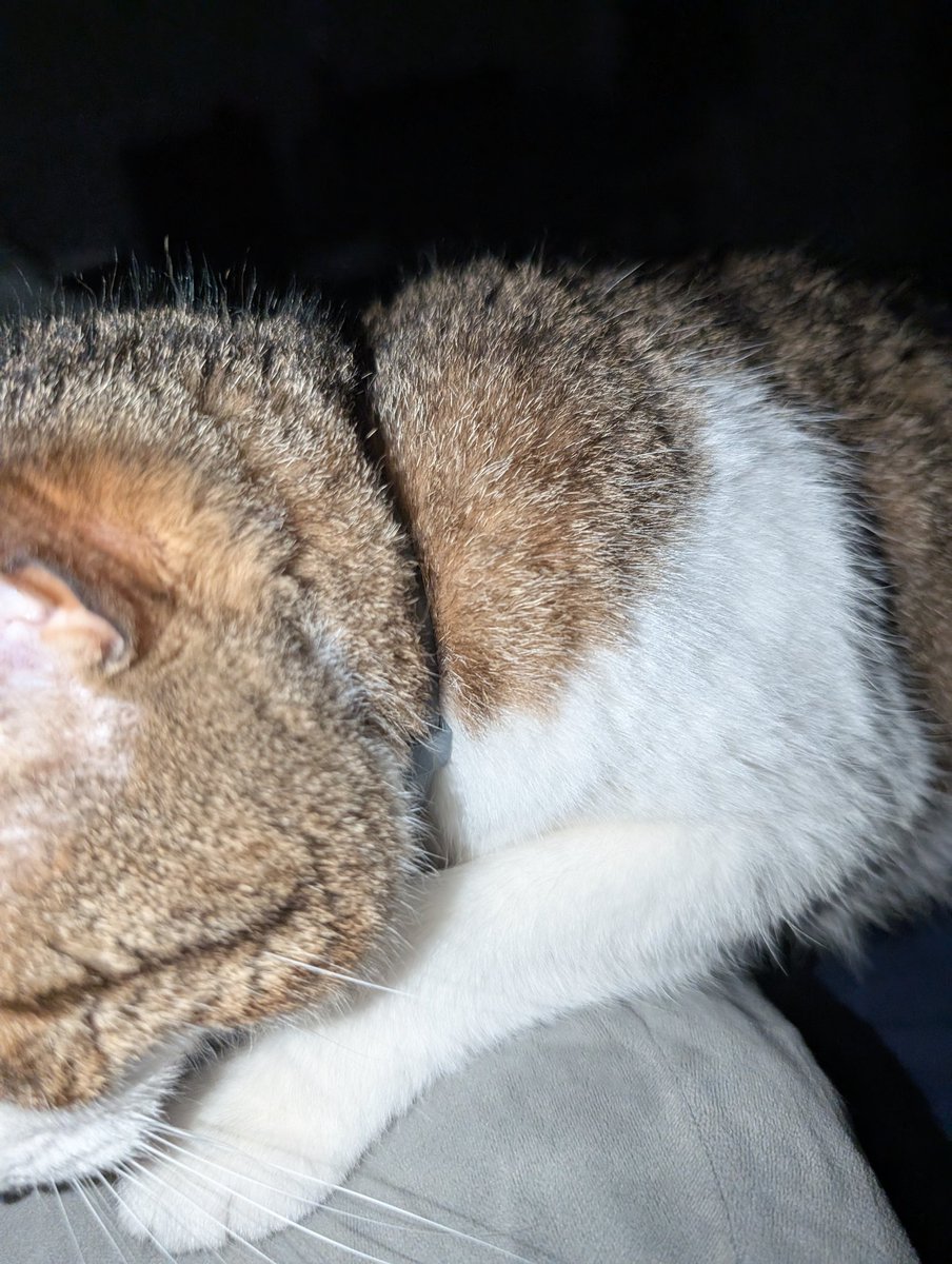 Good morning everyone 

Here is kitty laying on top of me