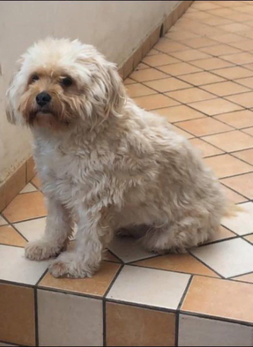 RUBATA AD UN RAGAZZO DISABILE! VI CHIEDO DI RESTITUIRLA SE AVETE UN CUORE. SHILA HA 14 ANNI NON LA POTETE VENDERE QUINDI FATE UN GESTO BUONO PER UNA VOLTA E VI SENTIRETE MEGLIO. PROVATE! Scomparsa il 29 giugno a CALVI RISORTA prov. di Caserta se la vedete ☎️320 2792930
#12luglio