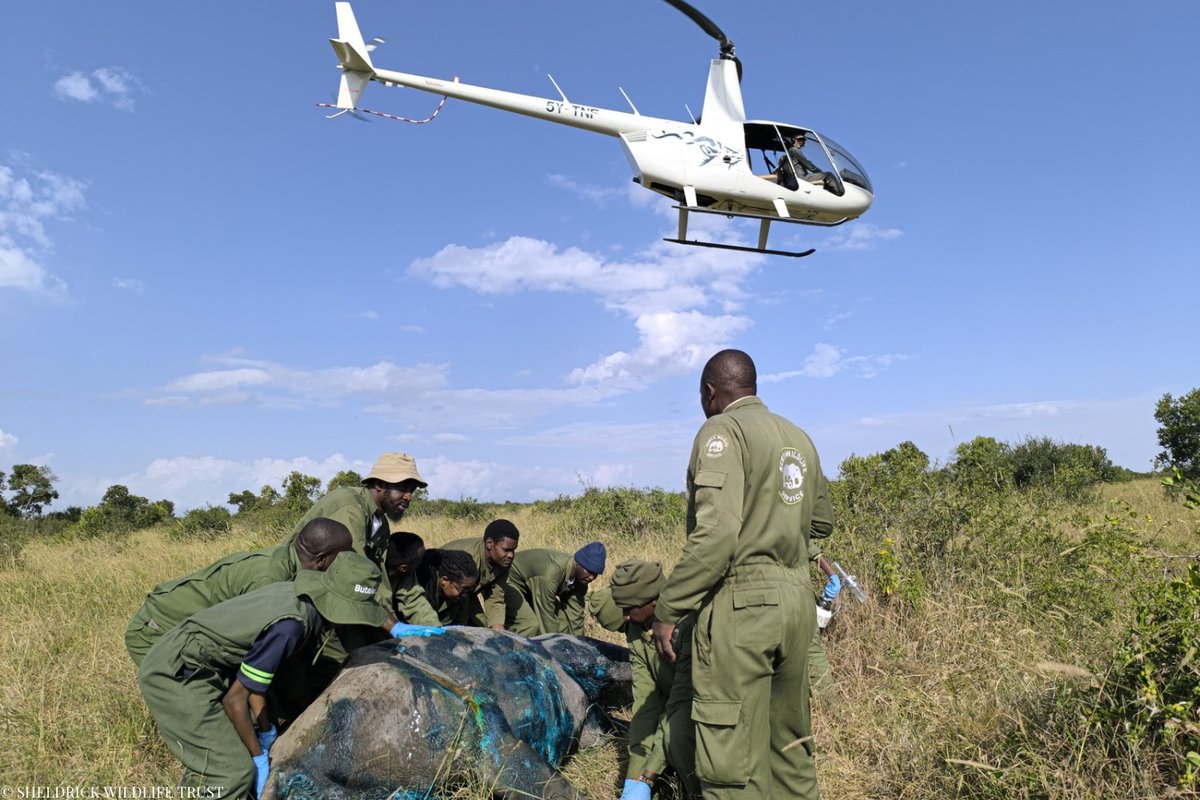 The SWT/KWS Mount Kenya Vet Team attended to this older black rhino on Ol Pejeta Conservancy,  who had sustained injuries during a territorial clash with another male. Once darted, the team cleaned and treated the wounds, administering supportive care to aid his recovery.

Thanks