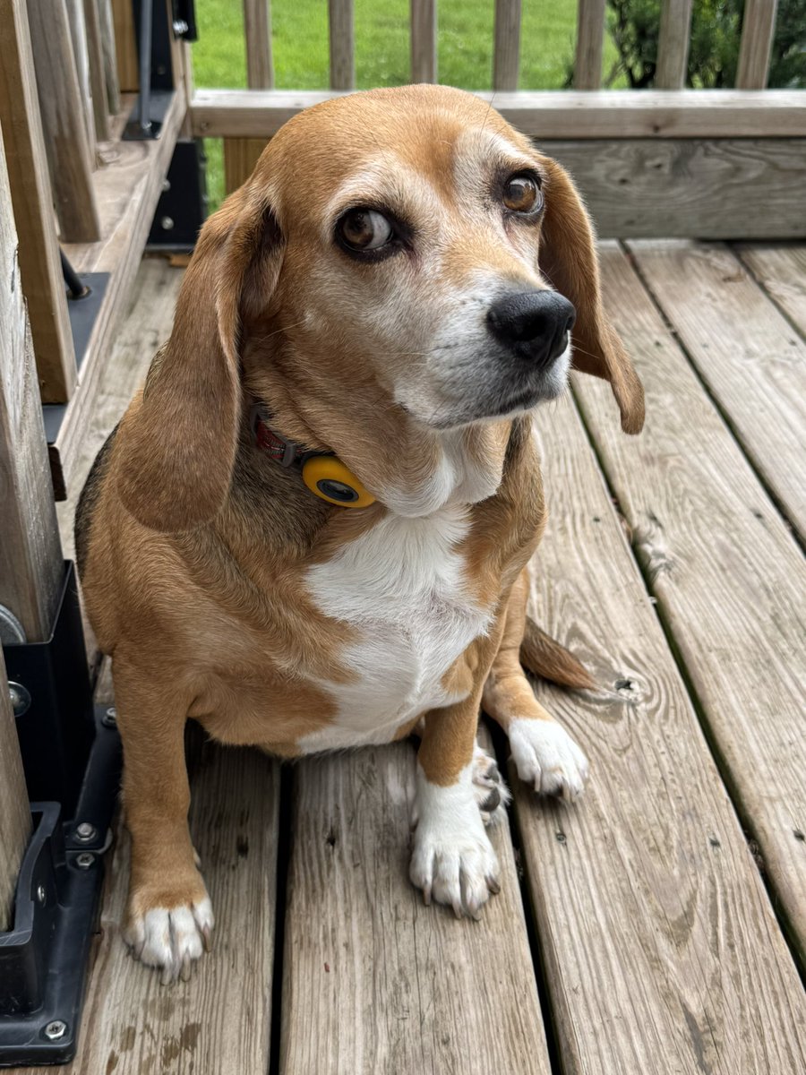 Poppy misinterpreted my request to smile for the camera…
#beagle