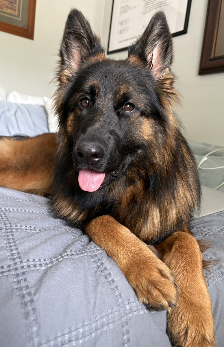 TheJohnnyTV's tweet image. Hello friends, it is I Kara Kristyne. The pup of positivity with your thought for the day. I love my family and my friends.
Yesterday is gone.
Tomorrow has not yet come.
We have only today.
Let us begin.
-Mother Theresa
