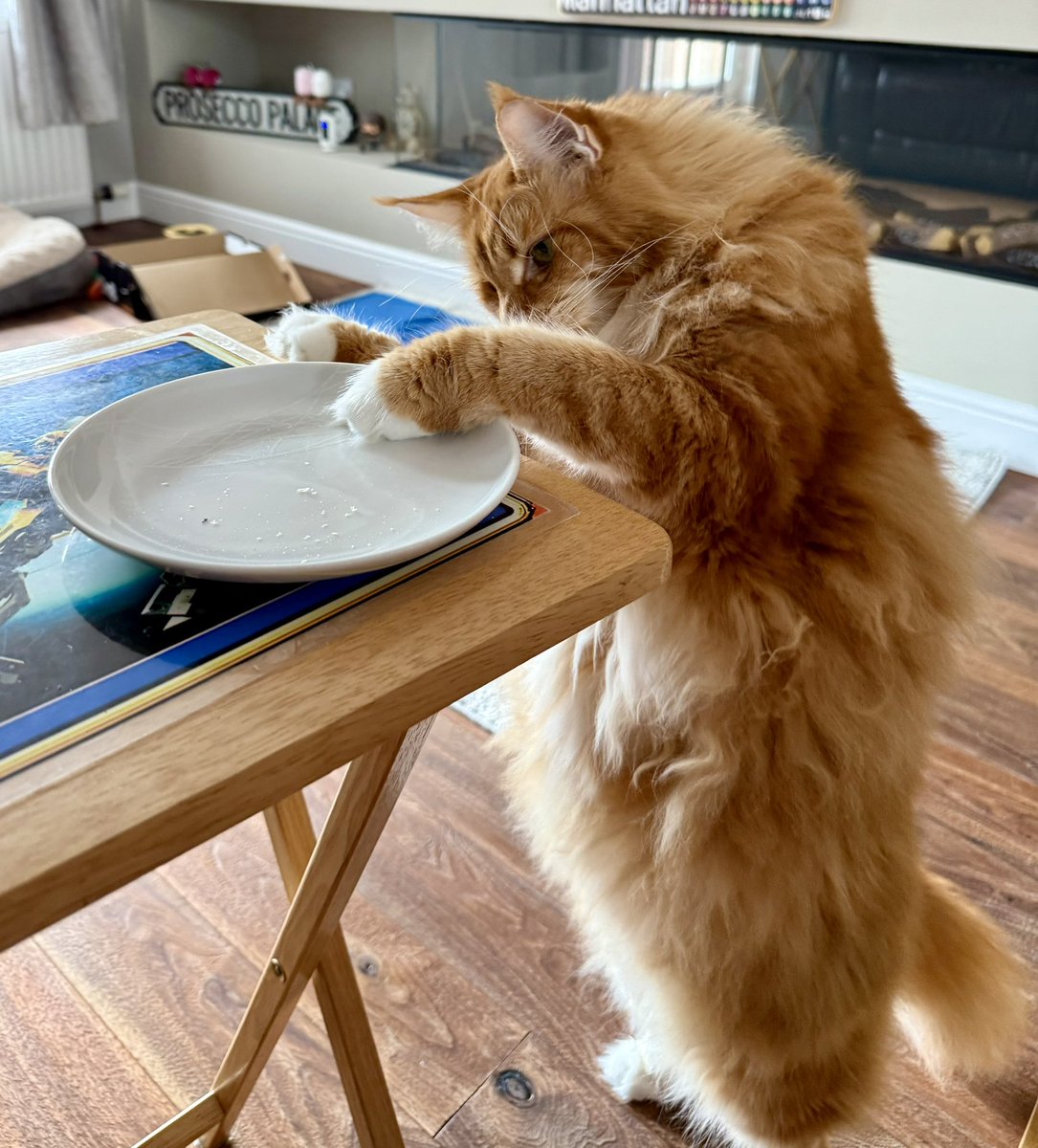 buddy_gizmo's tweet image. The lunch thief is at it again! There was a large roast chicken on here a minute ago I’m sure of it 😹😹🦁🦁
Happy #Caturday everyone! 😸😸🦁🦁 #teamfloof #CatsOfTwitter