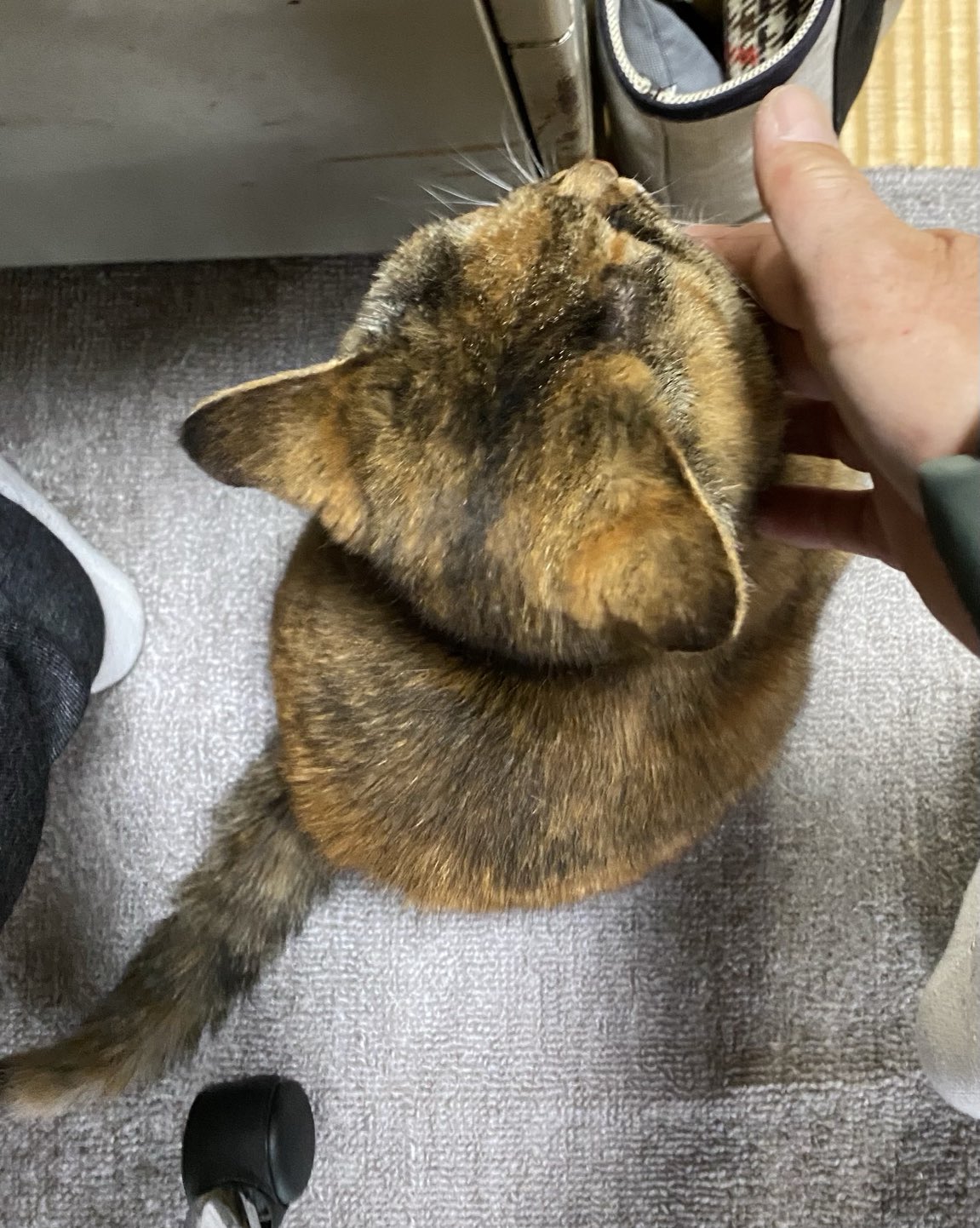 猫先輩  2点 Miraculous moment] FinallyI was able to pet the rescued