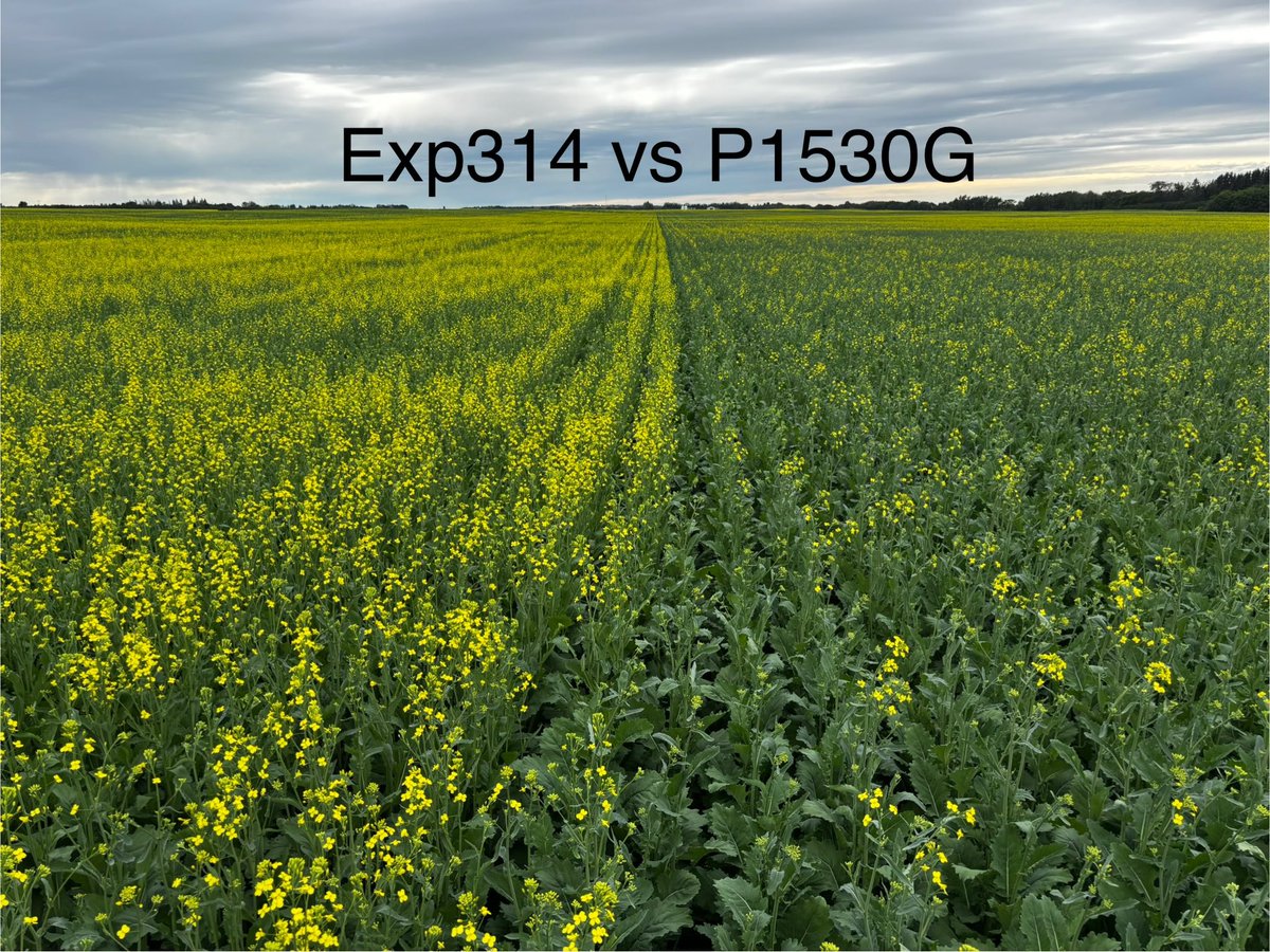 MarlaAnwender's tweet photo. Optimum Gly PKPโs rolling into flowering. #productknowledgeplots #raindance @PioneerSeedsCA https://t.co/yyyas29kQX