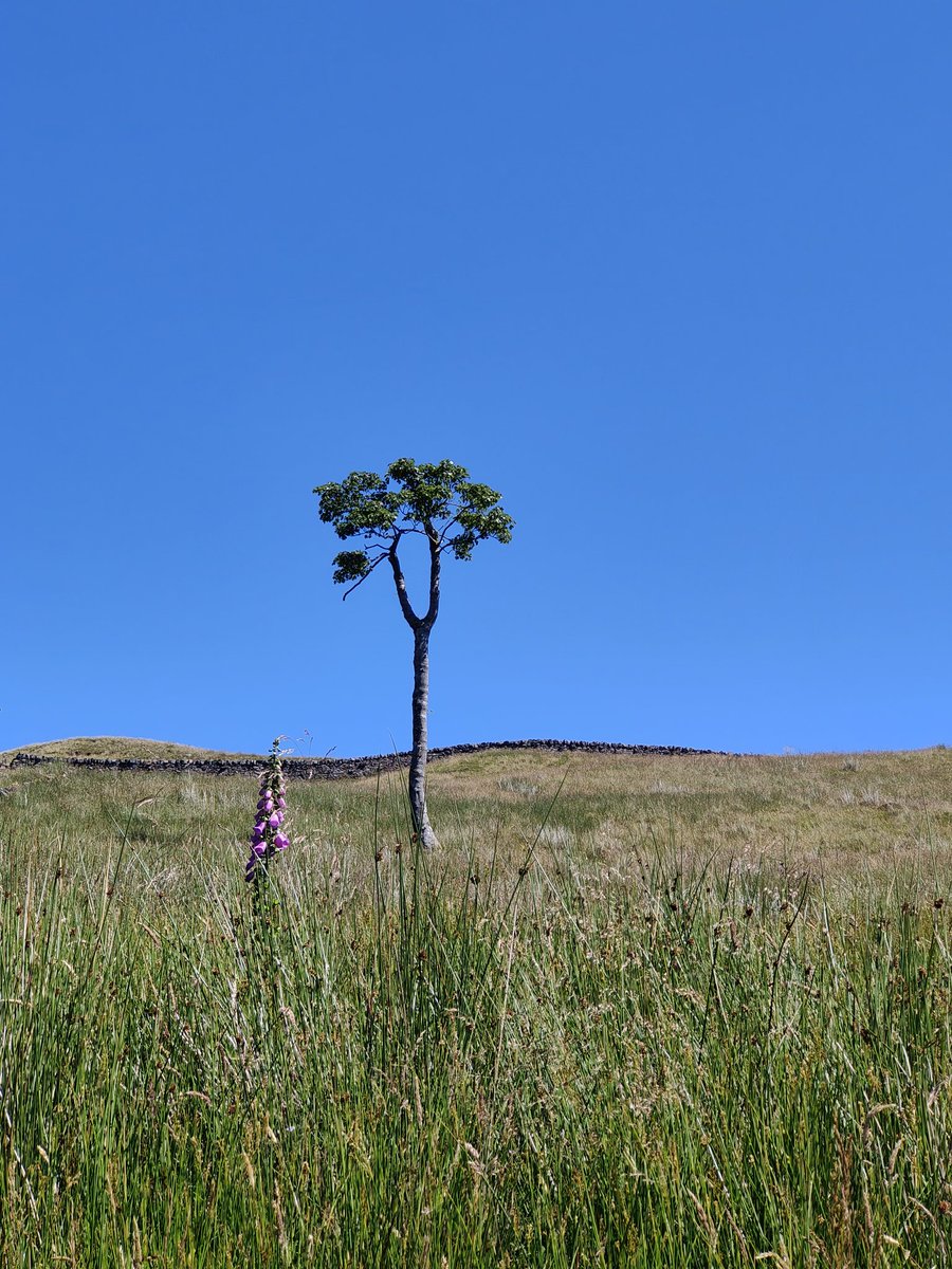 Gary 🌍 (@gbc123) on Twitter photo A beautiful 6 mile hike in the blazing sun this morning around <a href="/Clydemuirshiel/">Clyde Muirshiel Regional Park</a> and I finally found the 1920's narrow gauge railway that used to bring the gentry to the moors 🙏
Time for a nap.
#ThePhotoHour #StormHour #VisitScotland <a href="/VisitScotland/">VisitScotland</a> A beautiful 6 mile hike in the blazing sun this morning around <a href="/Clydemuirshiel/">Clyde Muirshiel Regional Park</a> and I finally found the 1920's narrow gauge railway that used to bring the gentry to the moors 🙏
Time for a nap.
#ThePhotoHour #StormHour #VisitScotland <a href="/VisitScotland/">VisitScotland</a>