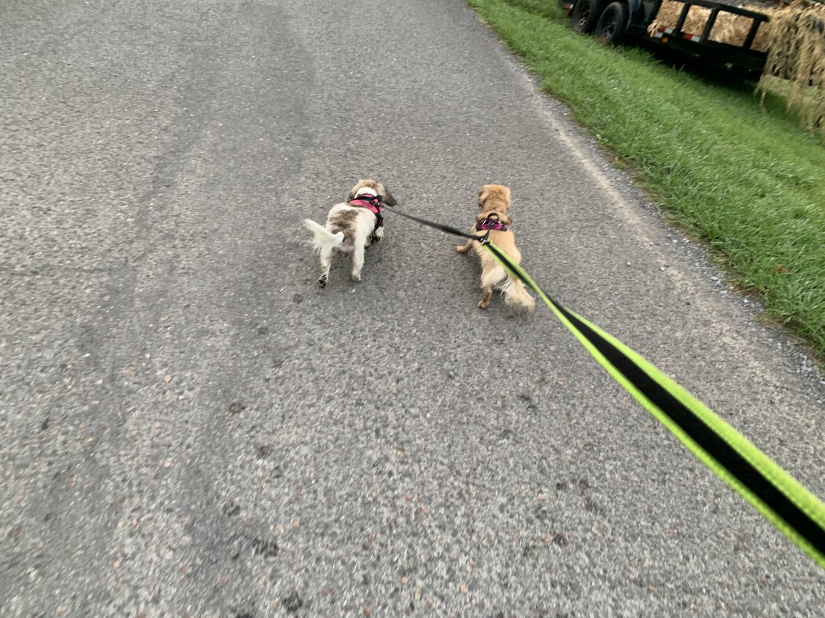 dani48086's tweet image. Daphne and Layla got a good walk in today, rain later in the afternoon. We stopped by the local German restaurant and the girls flushed a rabbit. Good times!