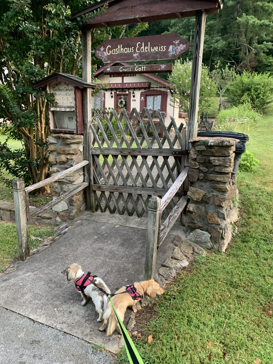 dani48086's tweet image. Daphne and Layla got a good walk in today, rain later in the afternoon. We stopped by the local German restaurant and the girls flushed a rabbit. Good times!