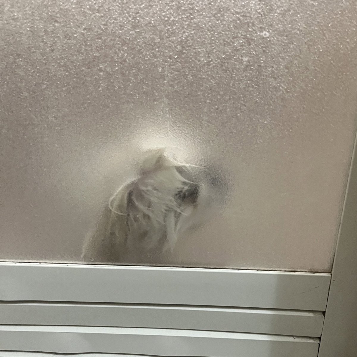 eternal_ptk's tweet image. 見つけられなかったけどこちかわさんご家族がLINEで「ガチャガチャ」 って言われてるこちもめっちゃスチェ🫶🏻
#好きなこちBEST3