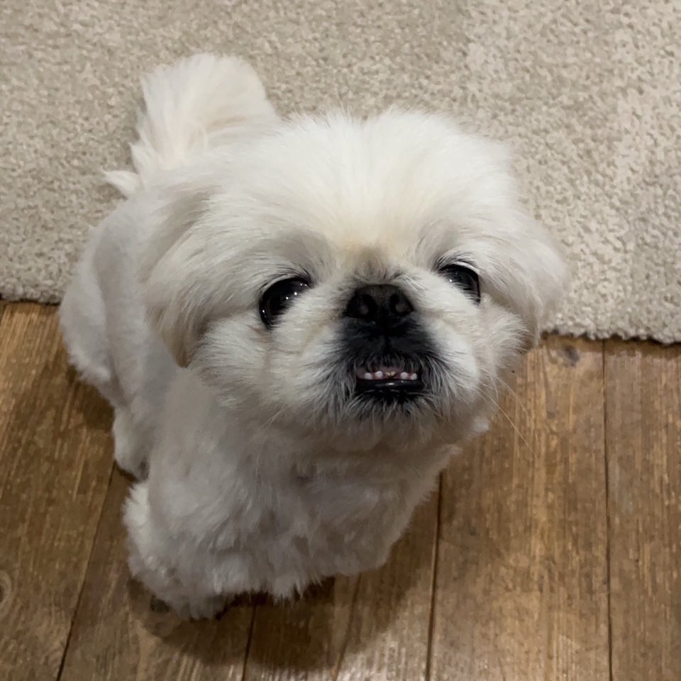 eternal_ptk's tweet image. 見つけられなかったけどこちかわさんご家族がLINEで「ガチャガチャ」 って言われてるこちもめっちゃスチェ🫶🏻
#好きなこちBEST3