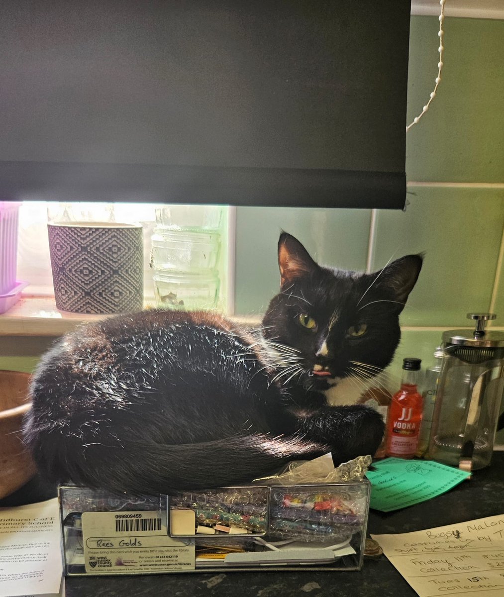 When your cat is not allowed on the side but <a href="/golds_chris/">Chris Golds</a> isn't here 😂😂😂