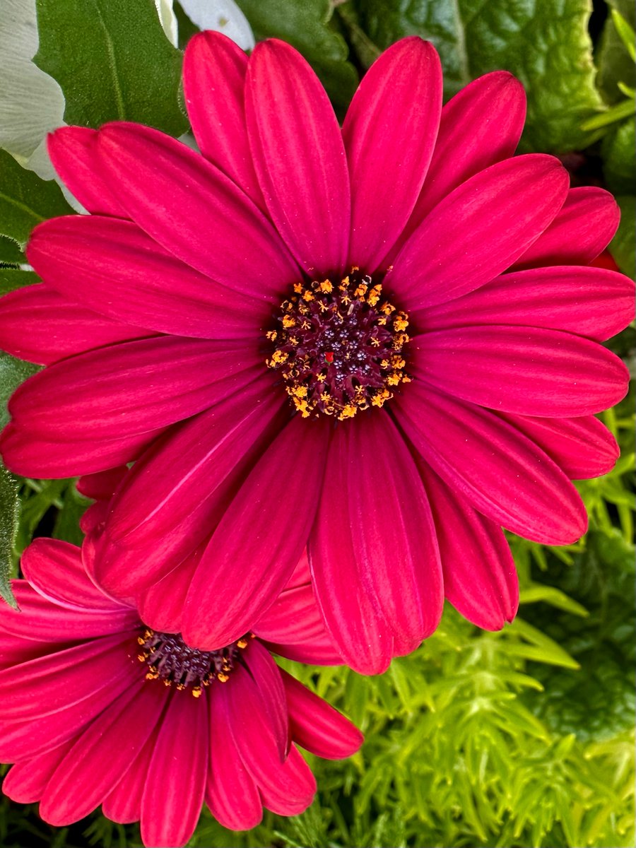 Happy Saturday🙏🌞🦋🌺
Red zinnias primarily symbolize love, passion, and strong emotional bonds, often representing romantic love or deep affection. They can also signify steadfastness, the beating of a heart, and family ties. Additionally, red zinnias can represent courage and