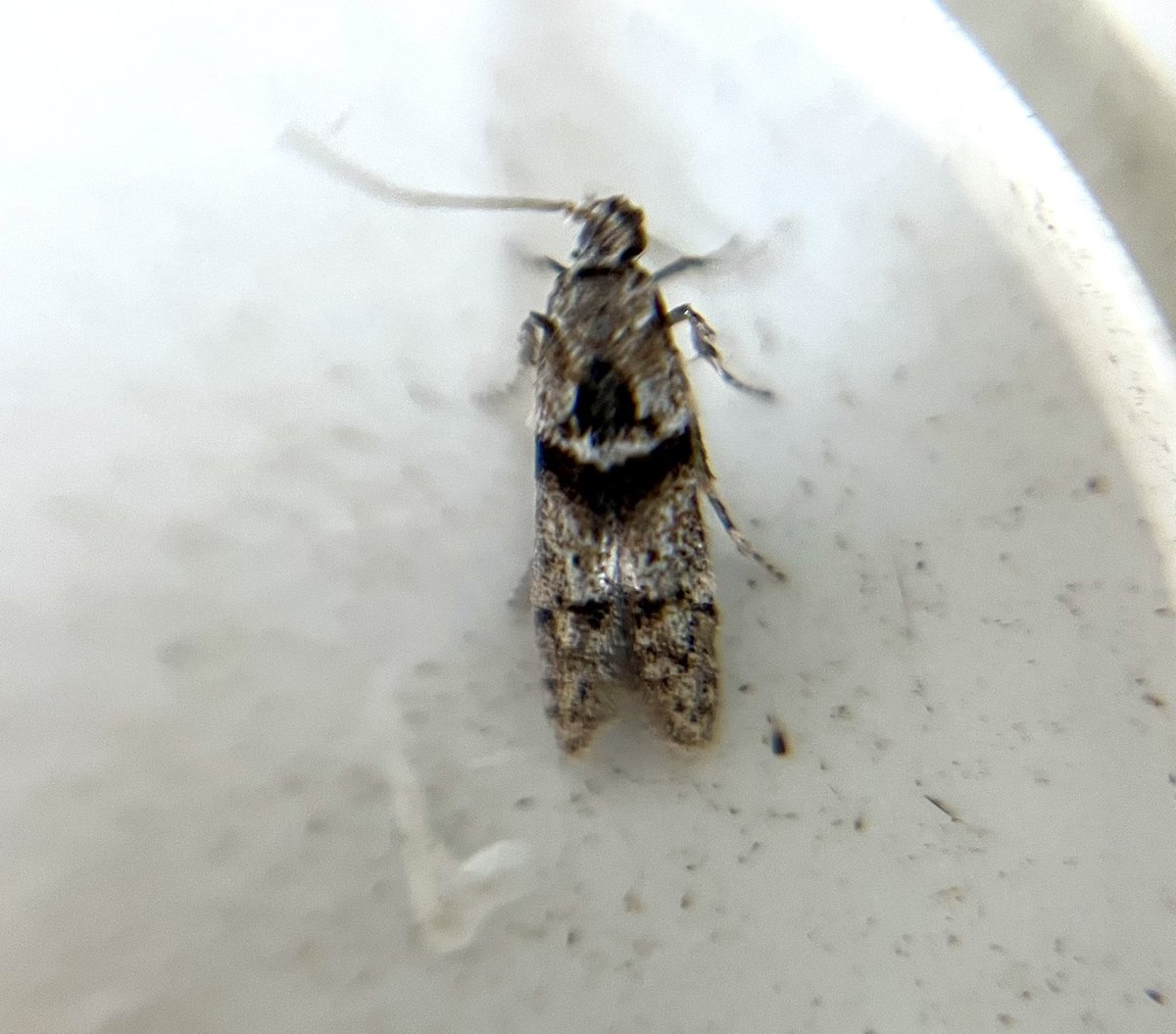 Blastobasis rebeli? <a href="/MOTHIDUK/">UK Moth Identification</a>