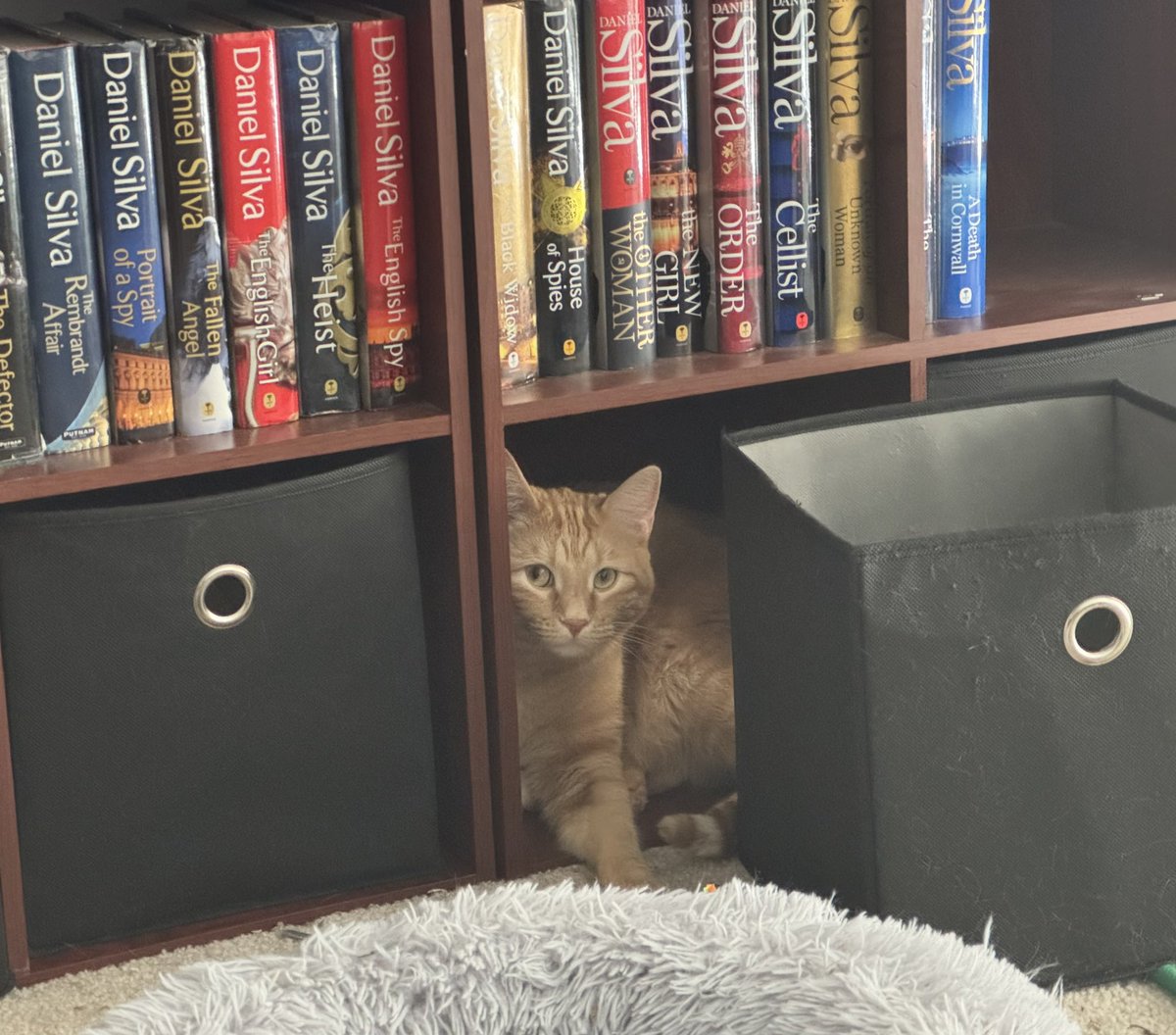 MelanieG_Writer's tweet image. Stratford W. Shakespurr, the ginger bard of Nebraska, is not so patiently waiting for the new @danielsilvabook book. He’s clearing out more space on the shelf.