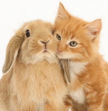 sionisrabbit's tweet image. 