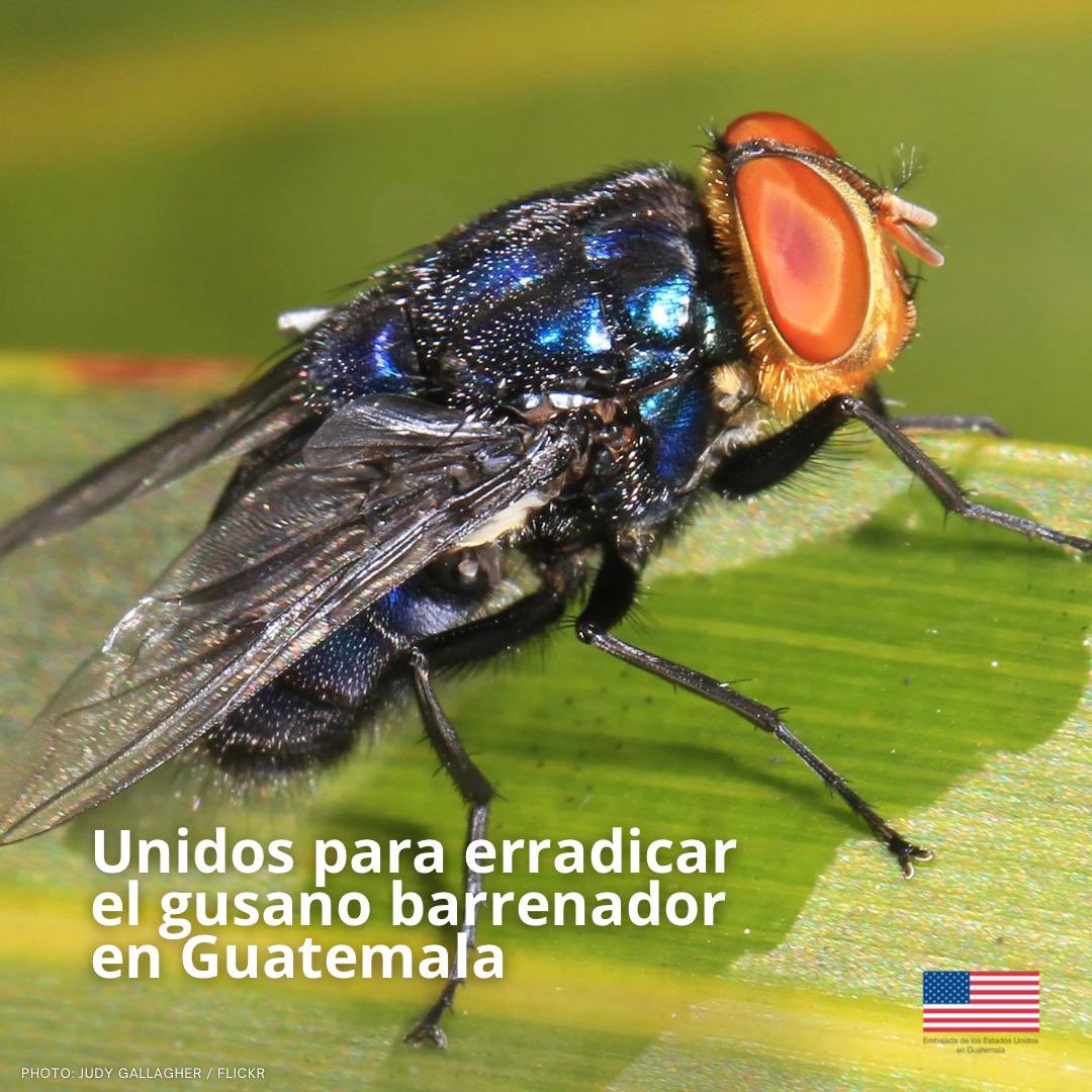 usembassyguate's tweet image. ¡Frenar la propagación del gusano barrenador es clave para la seguridad agrícola regional! Estados Unidos y Guatemala trabajan juntos en la erradicación del gusano barrenador para proteger la industria ganadera en Estados Unidos, Guatemala, y el resto de la región. Aprende a…