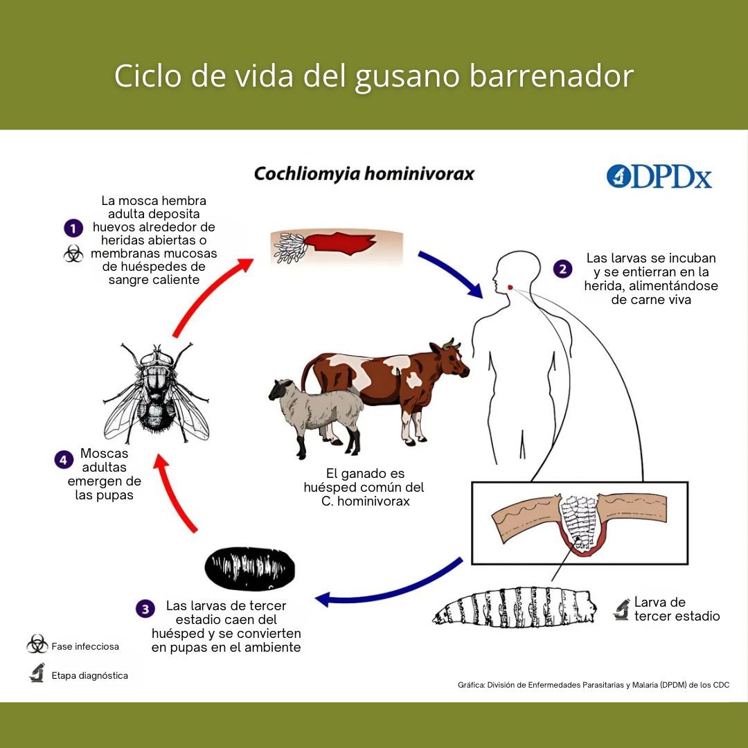 usembassyguate's tweet image. ¡Frenar la propagación del gusano barrenador es clave para la seguridad agrícola regional! Estados Unidos y Guatemala trabajan juntos en la erradicación del gusano barrenador para proteger la industria ganadera en Estados Unidos, Guatemala, y el resto de la región. Aprende a…