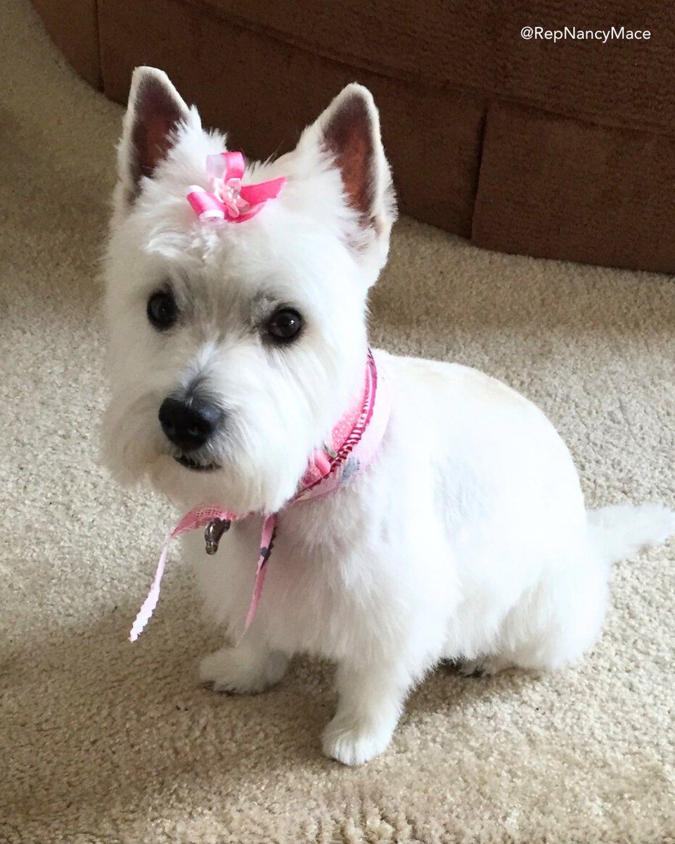 Rep. Nancy Mace tweet media