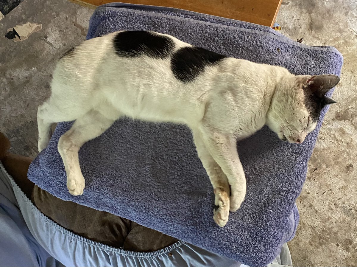 TimChap56's tweet image. Poor old tom cats catch hell. Good to see one totally relaxed. The AC helps