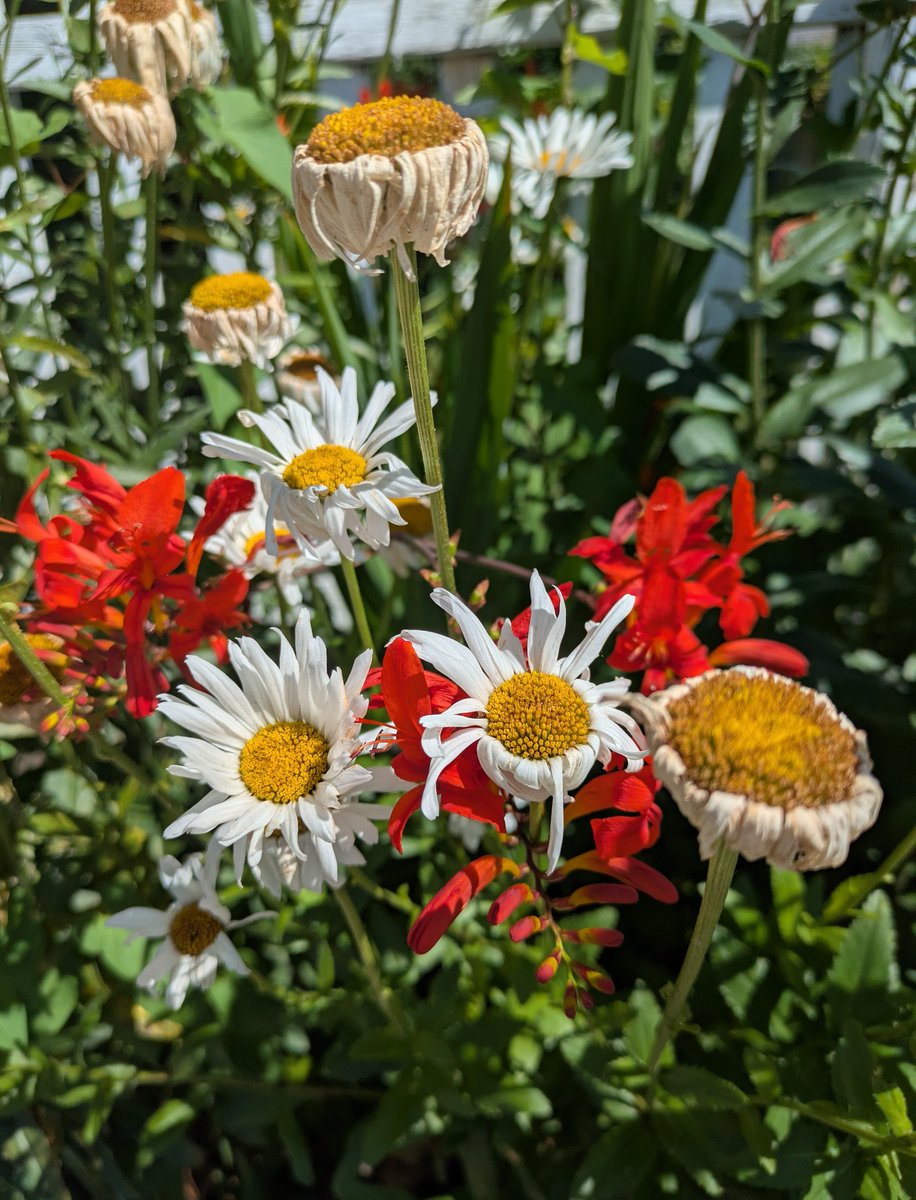 anguspratt's tweet image. A friend encouraged me to share beauty this morning .