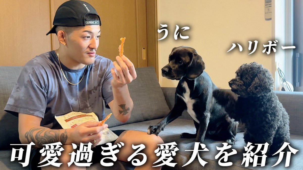 _itsuki_h_'s tweet image. うちのワンコ達紹介してくれた🐶

youtu.be/gb4InyUbh0k?si…