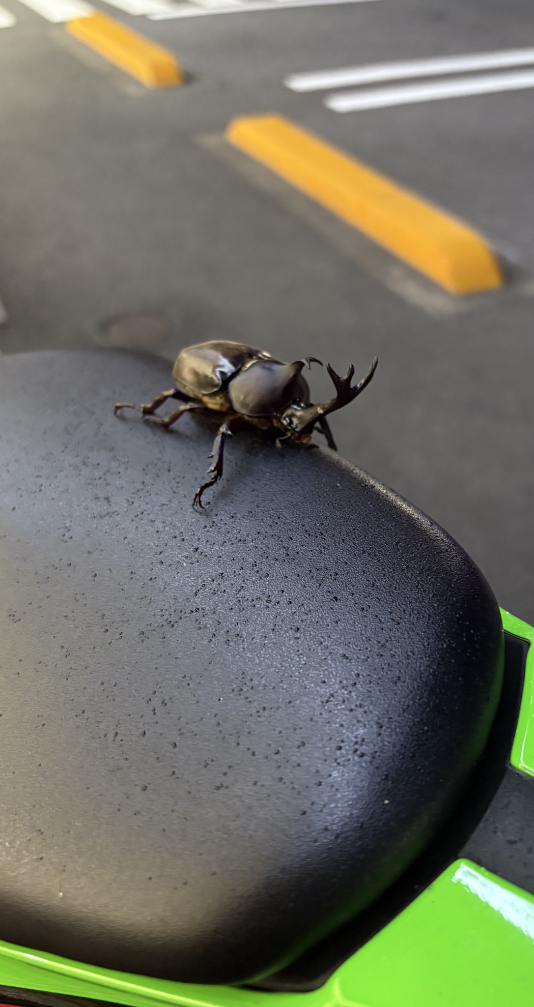 カブトムシ 純金製（K24）製 鋸鍬形（ノコギリクワガタ）＆ 兜虫