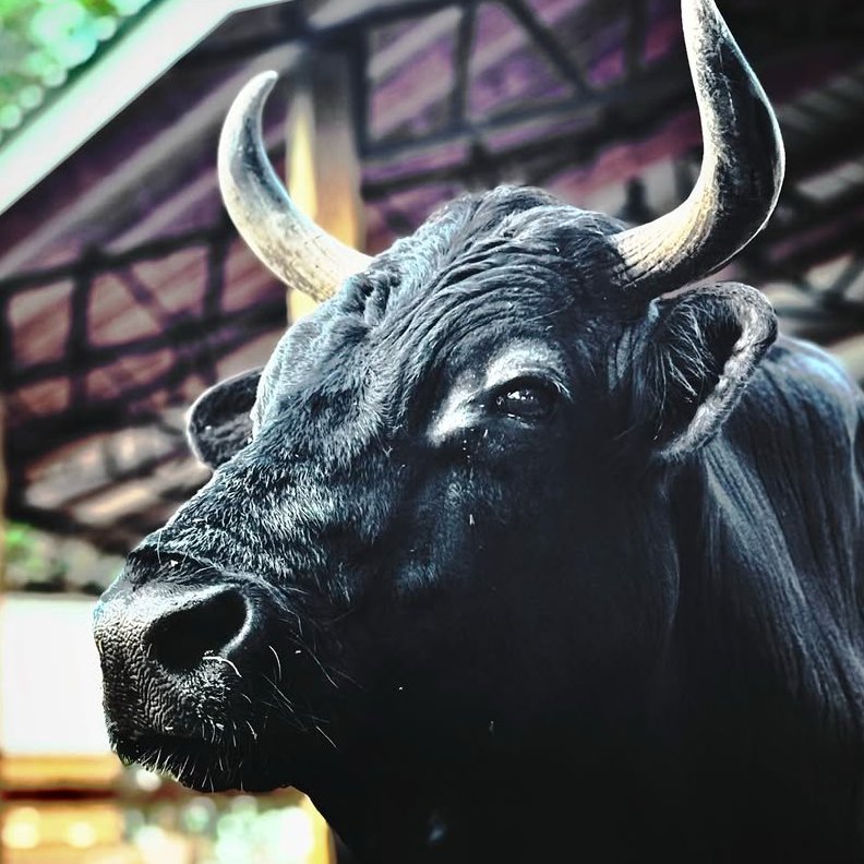 CowoftheDay1's tweet image. ๐
14th July 2025
๐ท๏ธ Instagram/crittercreekfarmsanctuary
๐ #animaloftheday