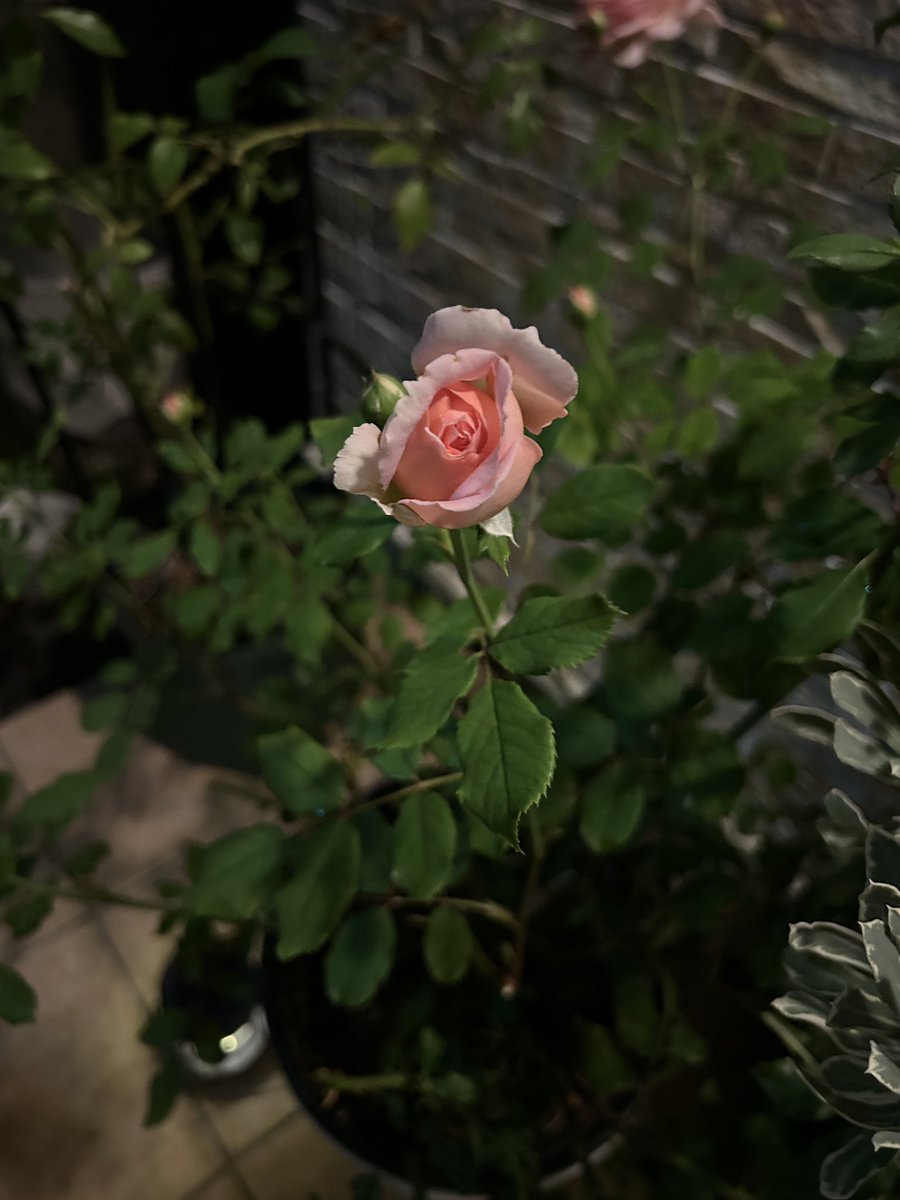 咲きかけも良い