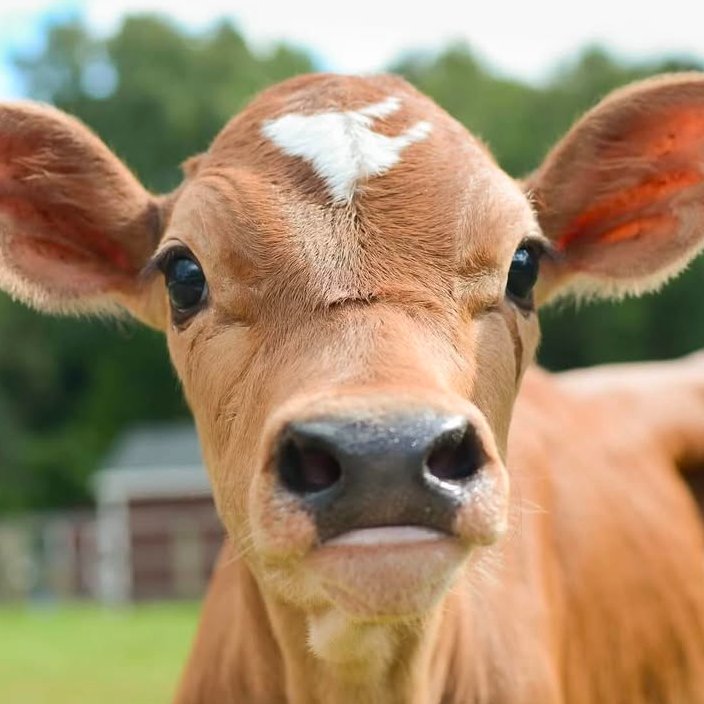 CowoftheDay1's tweet image. ๐
13th July 2025
๐ฎ Luke
๐ท๏ธ Instagram/safehavenfarmsanctuary
๐ #animaloftheday