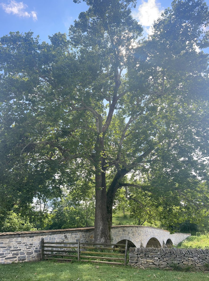 TomMcMillan63's tweet image. If trees could talk! The iconic “Burnside Sycamore,” located next to the Burnside Bridge at Antietam National Battlefield, is one of the “witness trees” from the Battle of Antietam in September 1862.