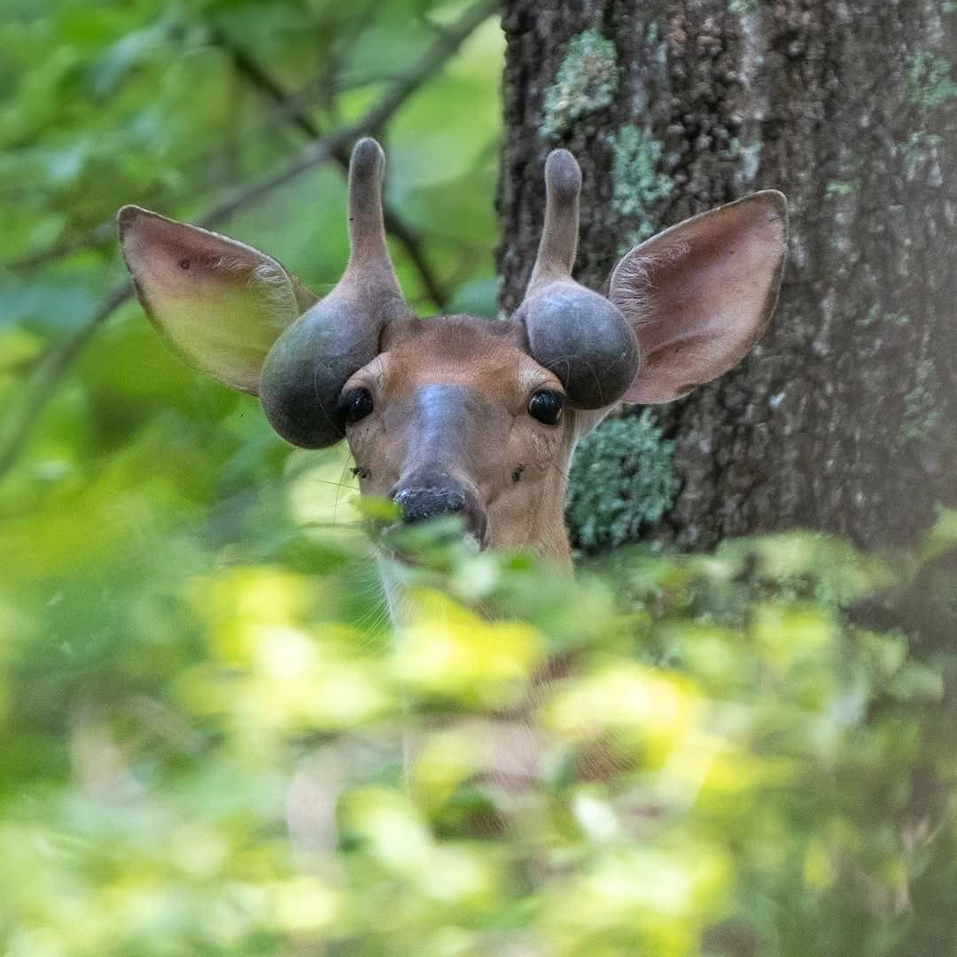 What’s going on here? 🤔 

This picture was taken by @bkwildlifephoto and it has us all stumped…
What’s your assumption?