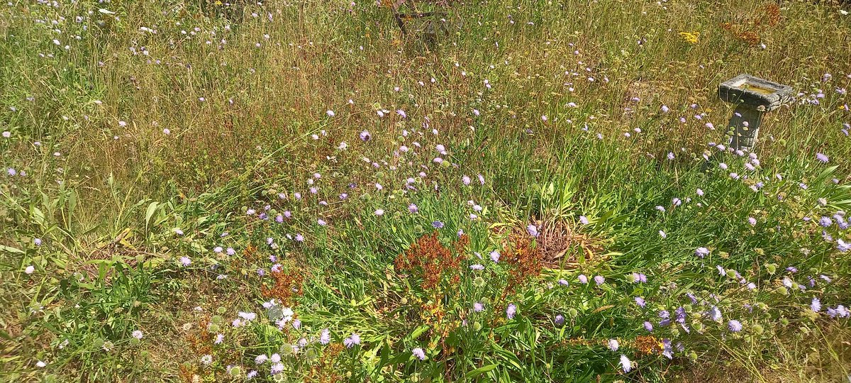 When you get drought deep rooted perennials will win out everytime over annual "Meadows". Long season nectar sources that don't need replanting year after year.