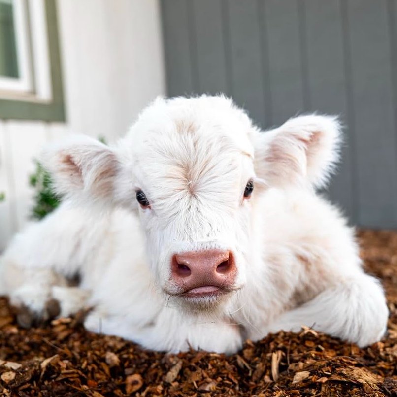 CowoftheDay1's tweet image. ๐
15th July 2025
๐ฎ Wyatt
๐ท๏ธ Instagram/fluffyfeatherfarm
๐ #animaloftheday