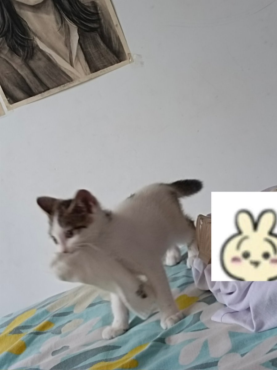 邪恶小猫 #女初 #女s #学生主 #atm #原味 #白袜 #白鞋 #狗奴 #报销奴  #脚奴