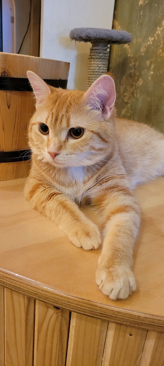 ippus's tweet image. Cleopatra Cafe