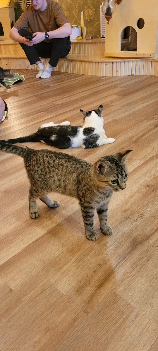 ippus's tweet image. Cleopatra Cafe