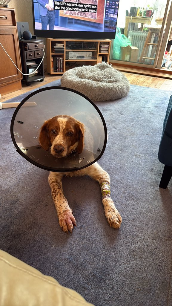 smarshcollings's tweet image. Very poorly puppy. 😢