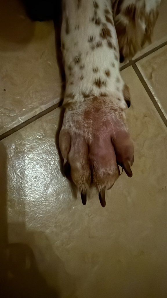 smarshcollings's tweet image. Very poorly puppy. 😢