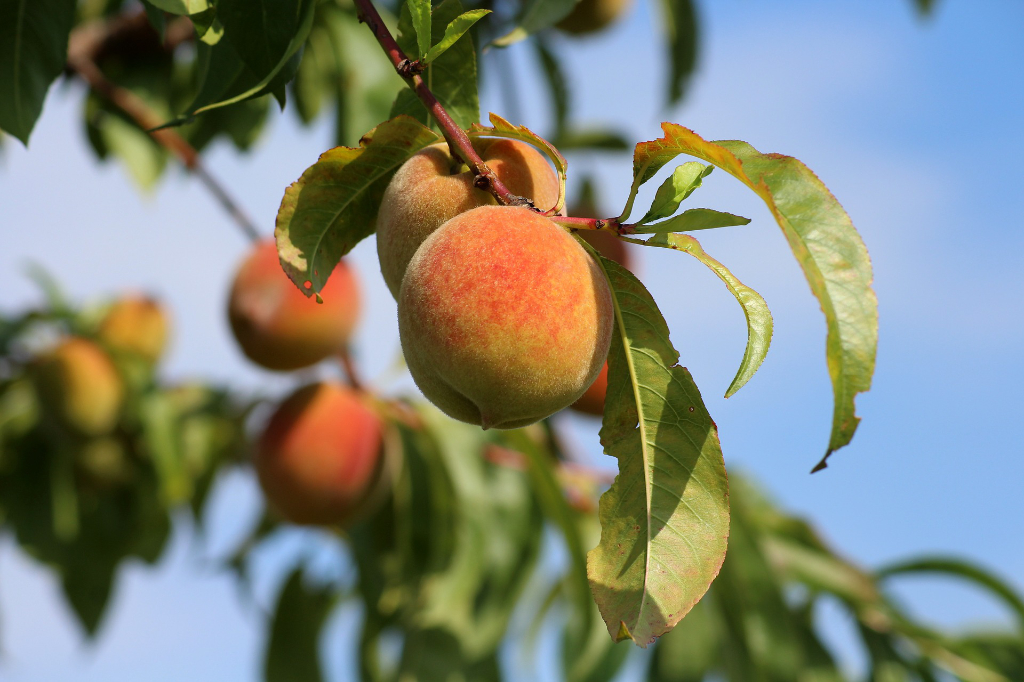 🍑 ¡#Julio trae consigo uno de los frutos más esperados del #verano en #Menorca: el melocotón!

Variedades como el melicotó vermell o el blanc de Menorca forman parte del patrimonio agrícola de la isla.

🛒Apuesta por las variedades de aquí y cómpralas en mercados de proximidad.